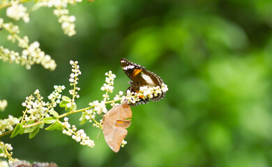 Photo of Common eggfly butterfly on longan flowers.