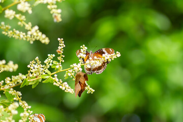 Photo of Common eggfly butterfly on longan flowers.