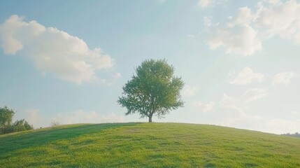 Obraz premium Sunlit green hill with isolated tree serene landscape nature photography daytime viewpoint