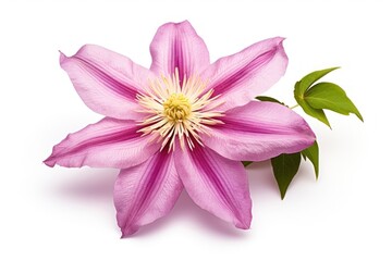Clematis flower blossom petal plant.