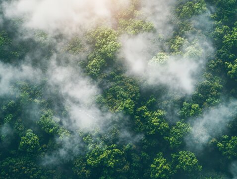 smoke in the forest