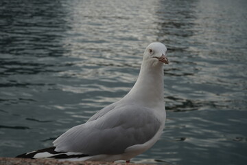 seagull on the pier