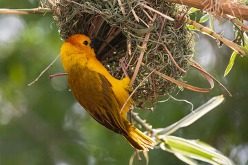Taveta golden weaver, yellow bird building a nest, close-up