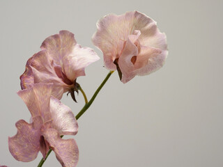 くすんだピンク色のスイートピーの花