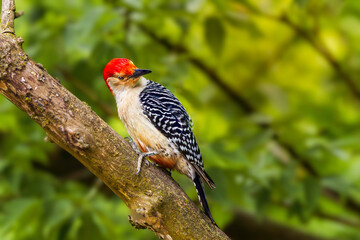Red-bellied woodpecker (Melanerpes carolinus) looking for food over tree