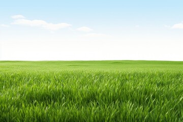 Lush green grass field sky