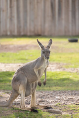 Kangaroo in the zoo