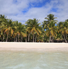 Beautiful costal landscape on Saona Island with green water on the foreground, Dominican Republic