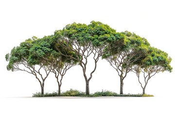 Group of rosewood trees vegetation landscape sycamore.