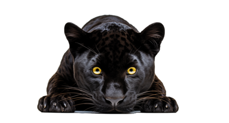 Panther isolated on white background