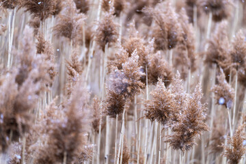 dried reeds at the seaside on a snowy day