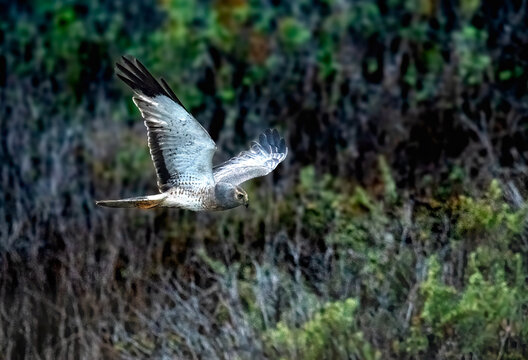 A male northern harrier also called a grey ghost in flight looking for prey in Bolsa Chica