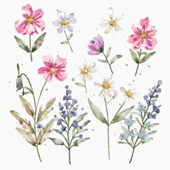 Fototapeta premium Beautiful floral set with watercolor hand-drawn summer wild field flowers. Stock illustration. Clip art.