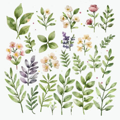 Big set botanic blossom floral elements. Branches, leaves, herbs, wild plants, flowers. Garden, meadow, field collection leaf, foliage, branches. Bloom vector illustration isolated on white background