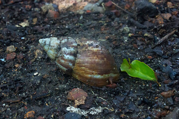 empty snail house on the ground