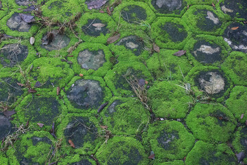 hexagonal concrete block floor covered with moss