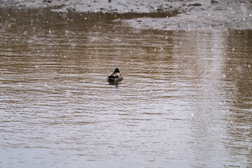 swimming wild duck on the snowy water