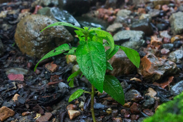 green leaves after last night's rain