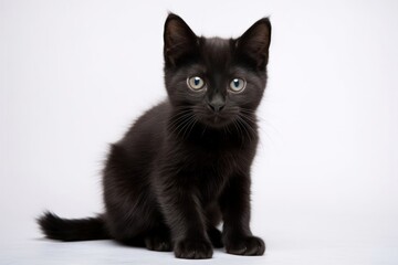 Obraz premium A baby black cat mammal animal kitten.