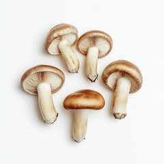 Fototapeta premium Earthy Mushroom Display with Delicate Textures