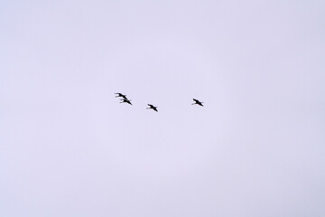 flock of black cranes flying in the cloudy sky