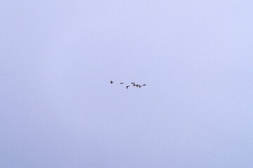 flock of black cranes flying in the cloudy sky