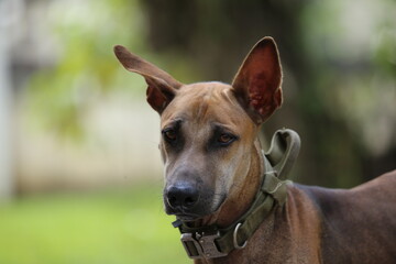 Portrait of a Rhodesian Ridgeback dog looking at the camera