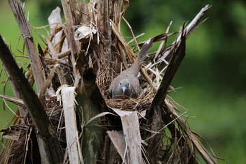 Nest of the Eastern Spotted Dove, Spotted Dove (Spilopelia chinensis) in the tree