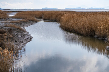 dried reeds on the wetland at the seaside