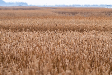 field of dried reeds at the seaside