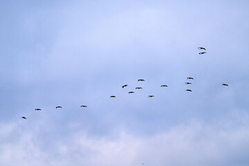 flock of black cranes flying in the cloudy sky
