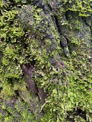 moss on a tree