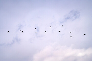 flock of black cranes flying in the cloudy sky