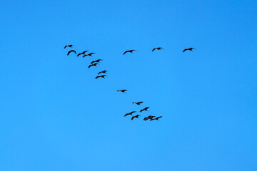 flock of black cranes flying in the blue sky
