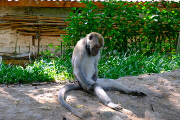 Monkey Sitting on Ground in Natural Habitat with Greenery Background