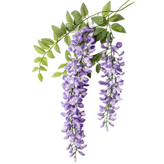 Wisteria flower with purple cascading blooms and fresh greenery isolated on transparent  background