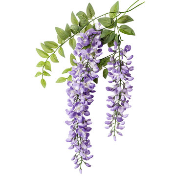 Fototapeta Wisteria flower with purple cascading blooms and fresh greenery isolated on transparent  background