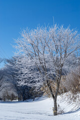 美しい霧氷の木々と青空