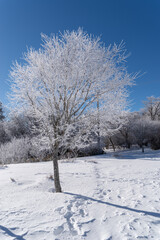 美しい霧氷の木々と青空