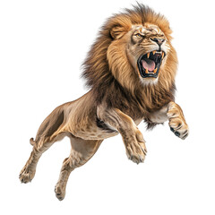 Obraz premium A powerful lion leaps majestically, showcasing its strength and beauty in nature. transparent background