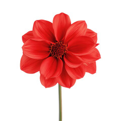 A vibrant red flower with elegant petals and intricate details, perfect for nature themes. transparent background