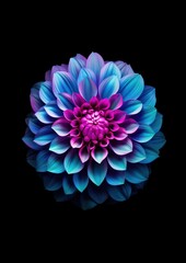 Neon dahlia flower plant inflorescence.
