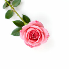 Fototapeta premium Beautiful single isolated pink rose on white