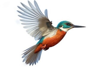Obraz premium Common Kingfisher kingfisher animal flying.