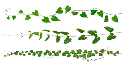 様々な蔦植物のテクスチャー