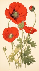 Fototapeta premium Wood block print illustration of poppy flower plant red.