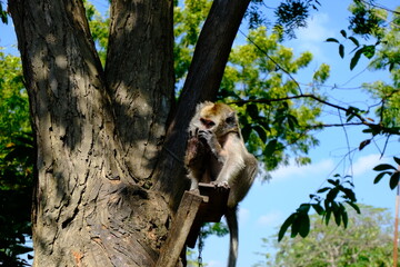 Monkey Perched on a Tree Branch in a Vibrant Tropical Forest with Sunlight Filtering Through Leaves