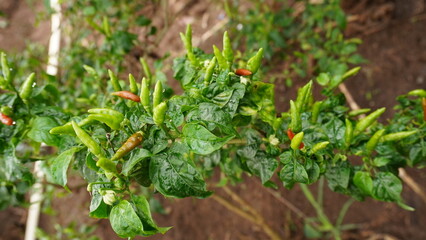 Fresh chilies grow abundantly in the garden