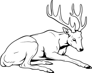 Handdrawn deer drawing 