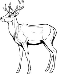 Handdrawn deer drawing 
